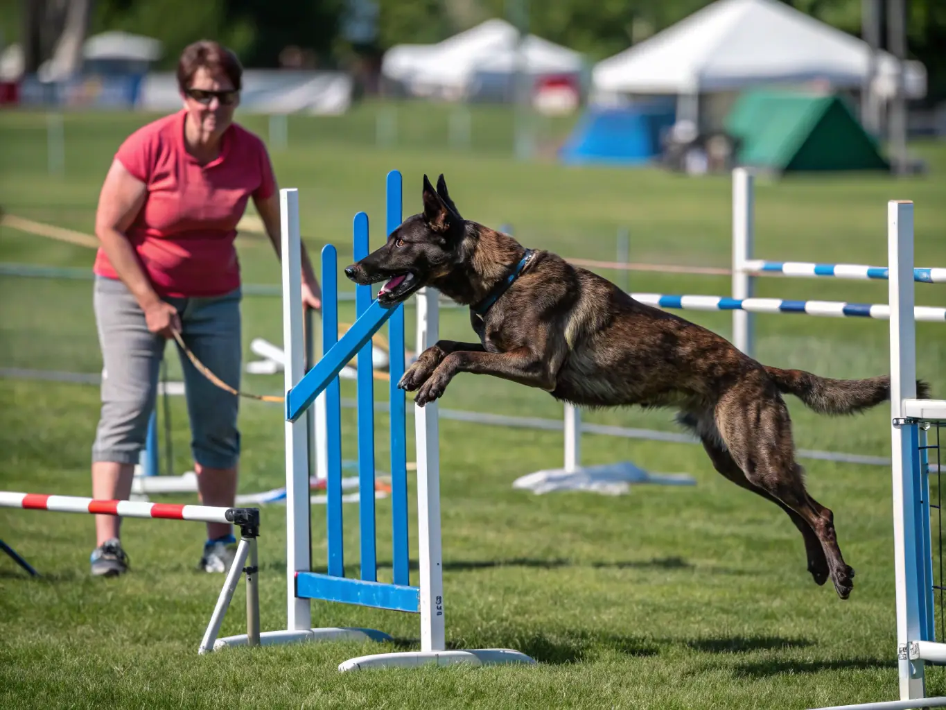 A dog navigating an agility course with a trainer guiding from the side, illustrating the Advanced Skills program at The Wag Masters Austin.